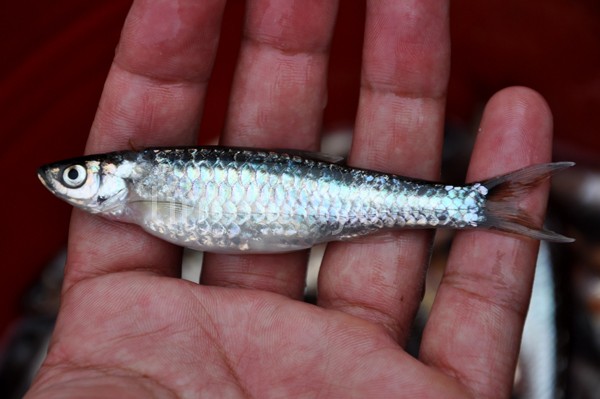 Depik